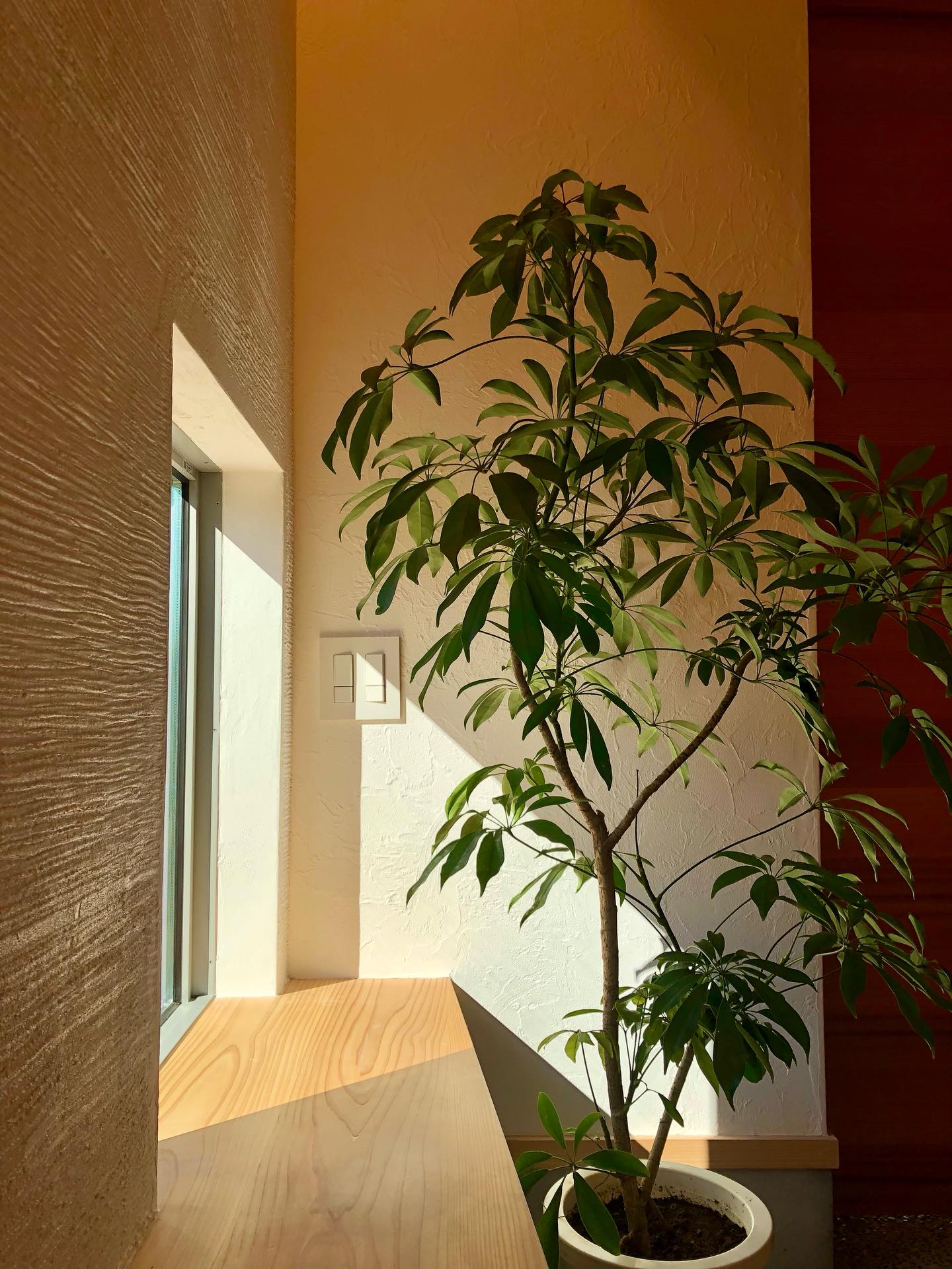 できるだけ自然光を取り入れるデザインを提案しています。

窓をいかに設計するか。

心地よい居場所を何気なくつくる。

自然と寄り添う暮らし。

#チルチンびと 
#さとやま設計社 
#さとやま工房 
#丁寧な暮らし 
#自然素材